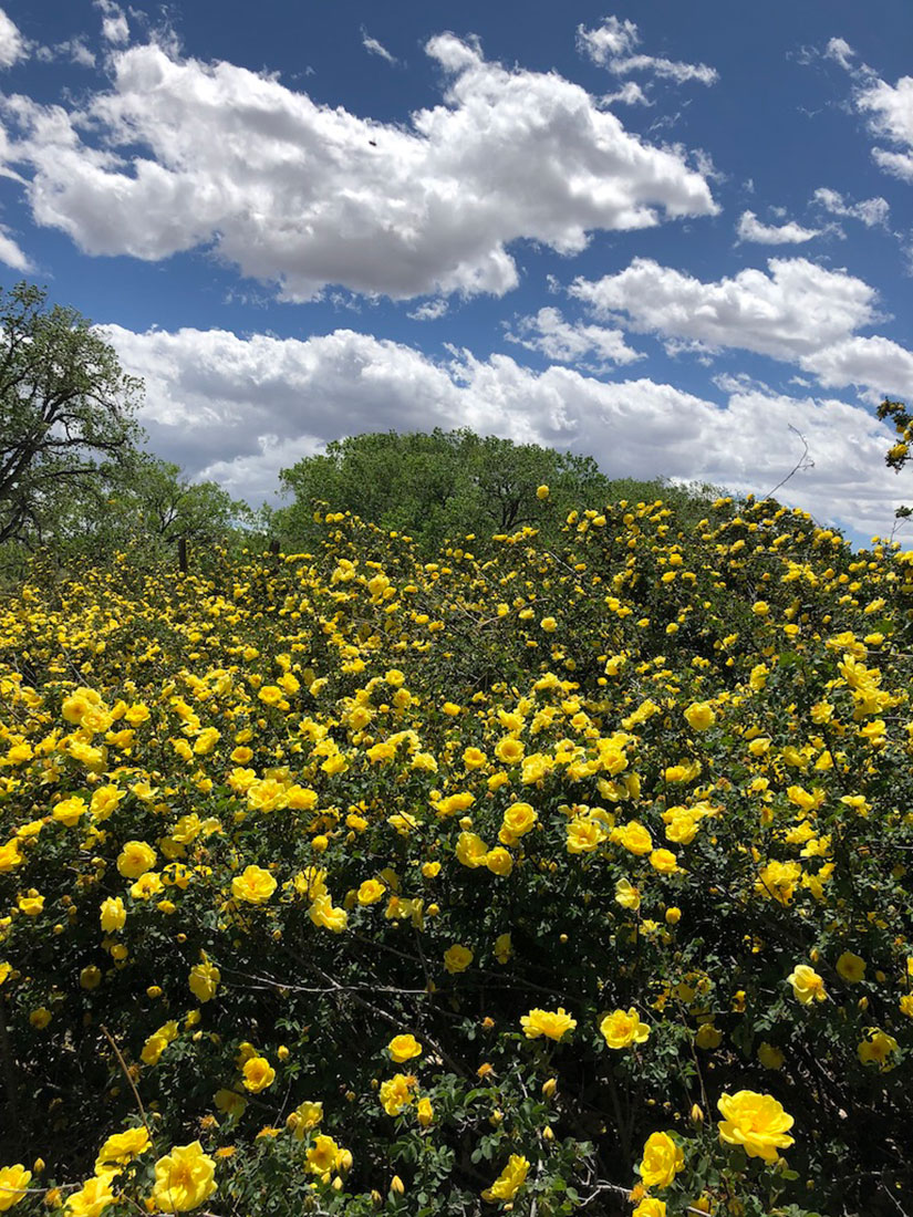 Galisteo NM adobe compound for sale