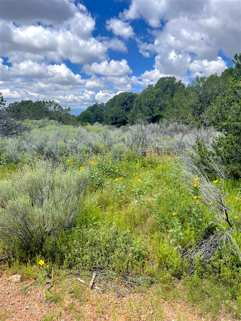 The Lapedis Ranch in Santa Fe NM for sale